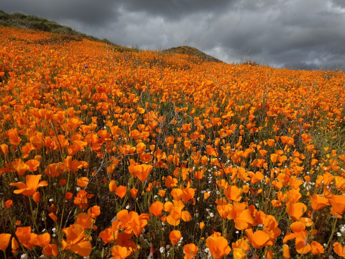 Super Bloom 2019- Walker&nbsp;Canyon