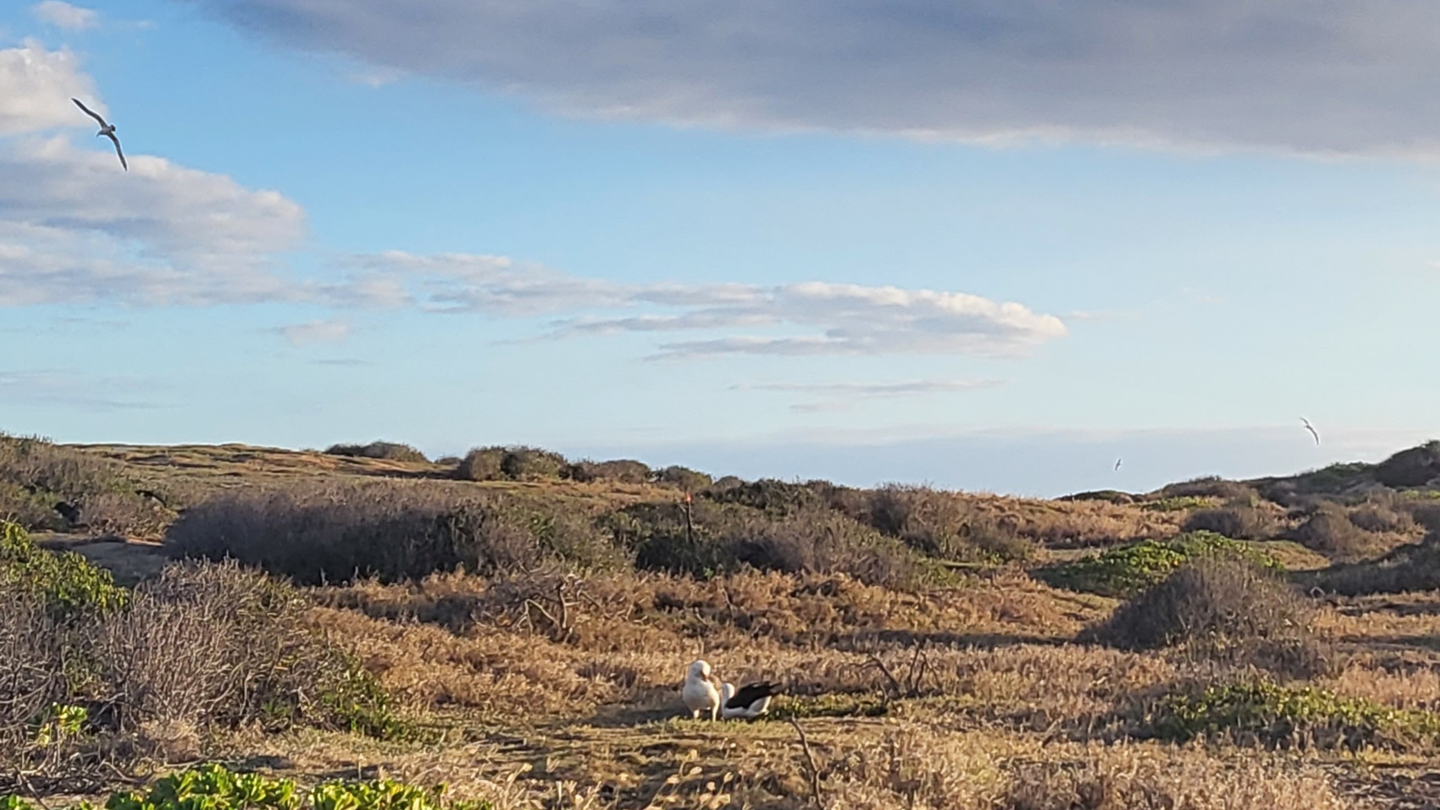 Nesting Mōlī (Laysan Albatross)